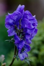 Monkshood Flower Seeds for Planting, 100 pcs