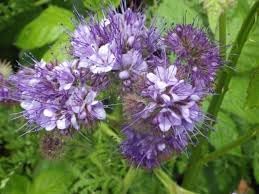 Heirloom Phacelia Flower Seeds for Garden Planting, Non-GMO, Bee-Friendly Blooms for Wildflower Beds