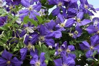 Heirloom Clematis Hybrida Climbing Flower Seeds, Non-GMO Vining Flowers for Planting