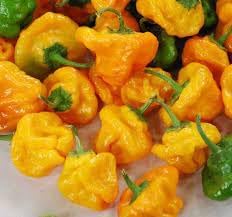 Scotch Bonnet Capsicum chinense seeds for garden planting