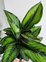 Futaba Calathea Foliage Plant Seeds for Planting - Heirloom & Non-GMO Seeds