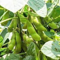 Edamame Vegetable Seeds for Planting heirloom & Non-GMO Seeds