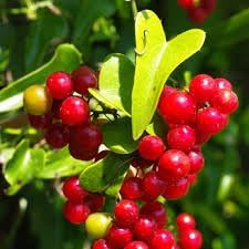 Sarsaparilla Smilax ornata seeds for herbal garden