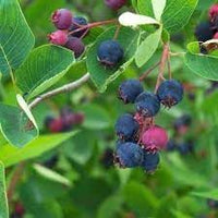 Juneberry Fruit Seeds for Growing Sweet and Nutritious Berries 100 pcs