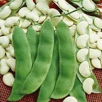Lima Bean Phaseolus lunatus seeds for garden planting