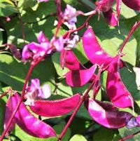 Hyacinth Bean Seeds for Planting - heirloom & Non-GMO Seeds