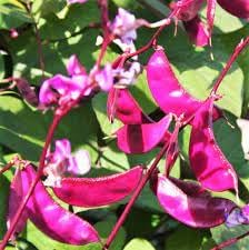 Hyacinth Bean Lablab purpureus seeds for garden planting