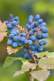 Grape Fruit Seeds for Home Gardens & Vineyards -Heirloom & non GMO seeds