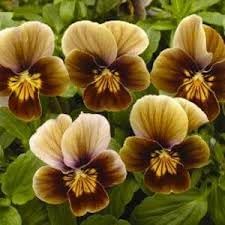 Pansy Flower Seeds – Heirloom Non-GMO Seeds for Colorful and Cool-Season Garden Planting