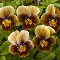 Pansy Flower Seeds – Heirloom Non-GMO Seeds for Colorful and Cool-Season Garden Planting