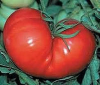 Huge Tomato Vegetable Seeds for Planting – Red Heirloom Variety 100 pcs