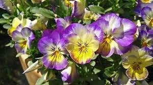 Heirloom Non-GMO Johnny Jump-up Viola Flower Seeds for Planting – Colorful Blooming Flower Seeds