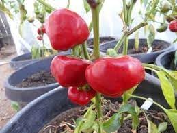 Nora Pepper Seeds for Planting - Spicy Vegetable - heirloom & Non GMO Seeds