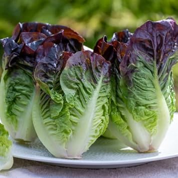Red green lettuce Lactuca sativa seeds for planting in raised beds