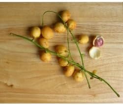 Burmese Grape Fruit Seeds for Growing a Unique and Exotic Fruit Tree, Heirloom Seeds, GMO Free
