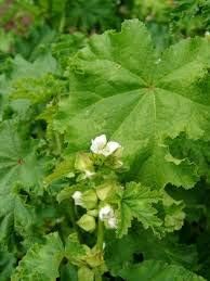 Chinese Mallow Malva verticillata for planting in urban garden