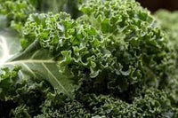 Kale Vegetable Seeds for Planting - 100 pcs