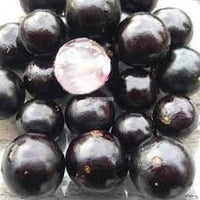 Cucumis dipsaceus seeds for planting in specialty garden