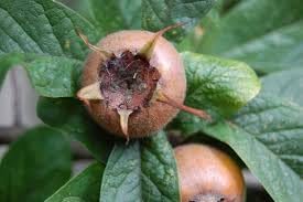 Mespilus Germanica Fruit Seeds for Planting - Hardy and Tart Fruit Trees, Heirloom Seeds