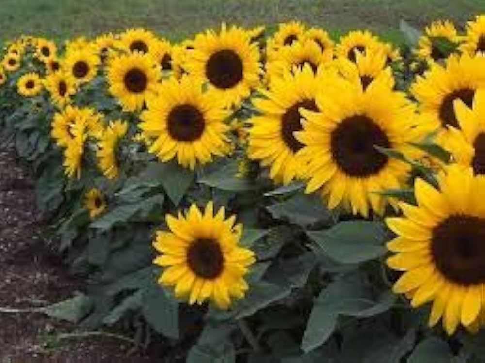 Sunflower- Dwarf Soleil F1