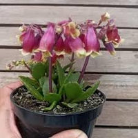 Heirloom Kalanchoe Wendy Flower Seeds, Non-GMO Charming Succulent Blooms for Garden Planting