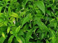 Heirloom Andrographis Plant Seeds for Garden Planting, Non-GMO, Medicinal Herb for Wellness Gardens for planting in home garden