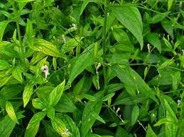 Heirloom Andrographis Plant Seeds for Garden Planting, Non-GMO, Medicinal Herb for Wellness Gardens for planting in home garden