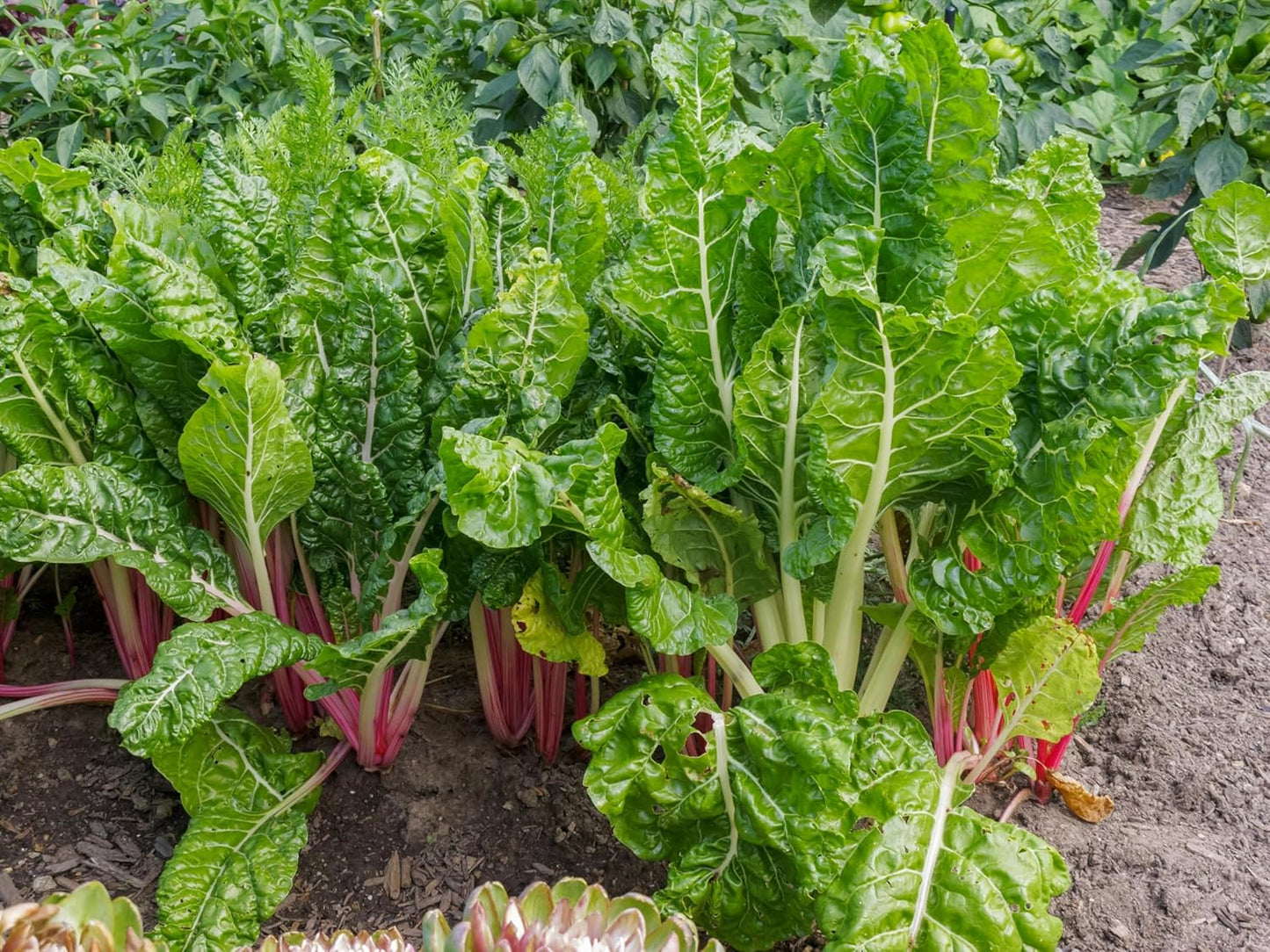 Swiss Chard Plant Seeds for Planting - 100 pcs