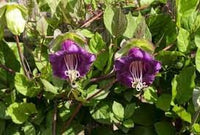 Heirloom Non-GMO Cobaea Scandens Flower Seeds for Planting – Vibrant Cup and Saucer Vine Blooms