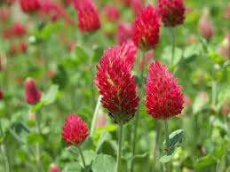 Organic Red Trifolium Incarnatum Flower Seeds for Planting - heirloom & Non-GMO Seeds