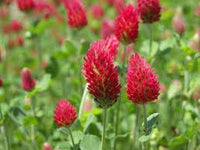 Organic Red Trifolium Incarnatum Flower Seeds for Planting - heirloom & Non-GMO Seeds