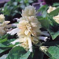 Lamiaceae Flower Seeds – Heirloom, Non-GMO, Aromatic Blooms for Garden Planting