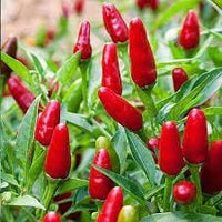 Mixed Chili Capsicum annuum seeds for garden planting