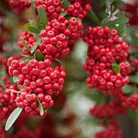 Scarlet Firethorn Fruit Seed Pack for Spicy, Tart Berries 100 pcs