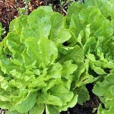Broadleaf Batavian Endive Seeds for Planting heirloom & Non-GMO Seeds