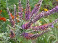 Heirloom Amorpha Canescens Flower Seeds for Garden Planting, Non-GMO, Prairie Wildflower Blooms