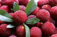 Waxberry Fruit Seeds for Planting - Hardy, Prolific Berry Harvests, Heirloom & Non-GMO Seeds