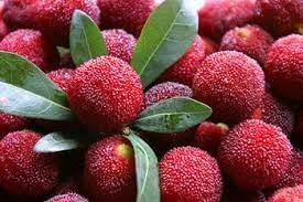 Waxberry Fruit Seeds for Planting - Hardy, Prolific Berry Harvests, Heirloom & Non-GMO Seeds