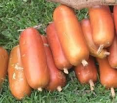 Cassabanana Sicana Odorifera Seeds for Planting