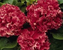 Double Pelleted Petunia Seeds for Planting - Heirloom, NON-GMO Flower Seeds - Easy to Grow