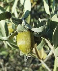 Jojoba Simmondsia Fruit Seeds for Growing a Nutritious and Hardy Plant 100 pcs