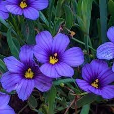 Sisyrinchium Bellum Flower Seeds for planting in home garden