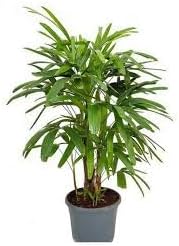 Rhapis Plant Seeds for Planting 100 -Hierloom Flower Seeds