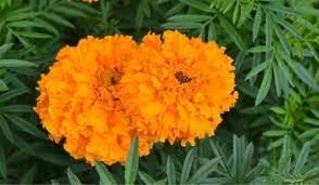 Marigolds Flower Seeds Heirloom Non GMO Planting - 100 for planting in home garden