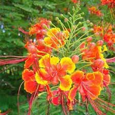 Caesalpinia Flower Seeds Heirloom Non GMO Planting - 100