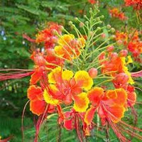 Caesalpinia Flower Seeds Heirloom Non GMO Planting - 100 for planting in home garden
