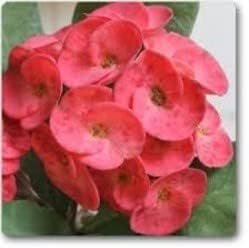 Heirloom Red Euphorbia Milii Flower Seeds for Planting, Non-GMO