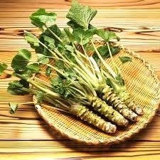 Horseradish Wasabia Vegetable Seeds for Planting - Heirloom and Non-GMO Garden Seeds