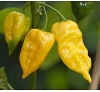 Yellow Devil's Tongue Habanero Hot Pepper Seeds