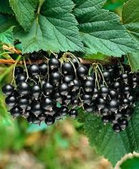 Muscat Grape Fruit (Black) Seeds for Planting - Cultivating Flavorful Muscat Grapes,Heirloom Seeds